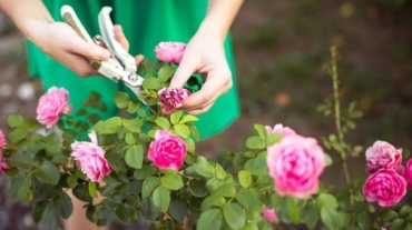 11_Deadhead_Master-Gardeners-Secrets-to-Growing-the-Rose-Garden-of-Your-Dreams_385689208-OlgaPonomarenko-760x506