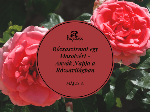 Rózsaszirom